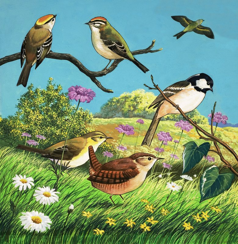 Unidentifizierte Vogelmontage von English School