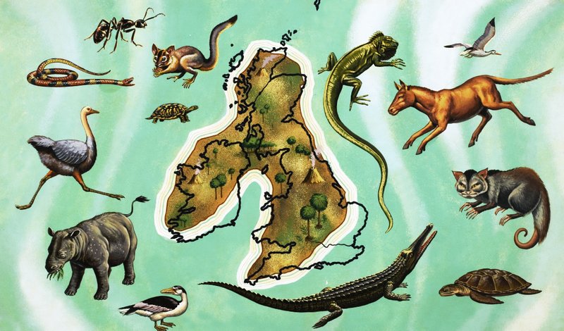 Unidentifizierte Montage von Tieren um eine Karte von Großbritannien von English School