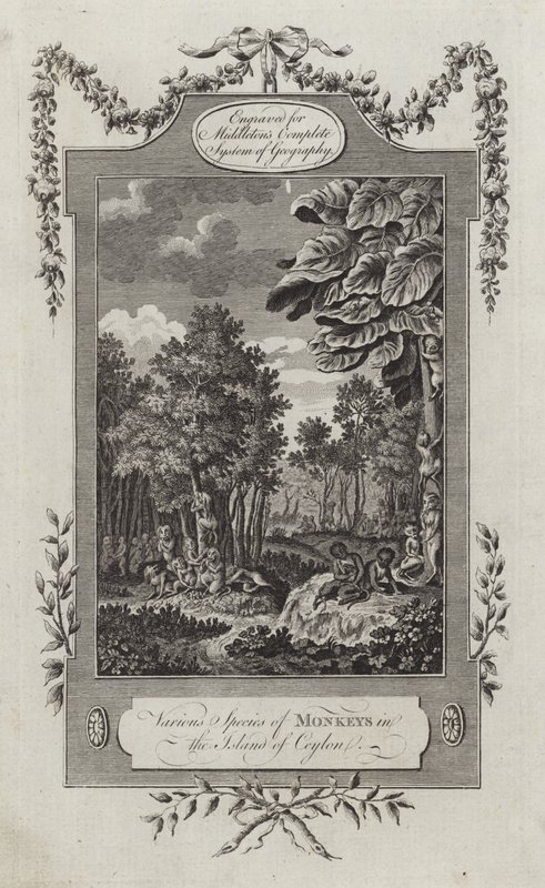 Verschiedene Affenarten auf der Insel Ceylon von English School