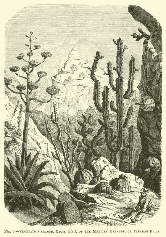 Vegetation (Aloen, Kakteen usw.) der mexikanischen Hochländer oder Tierras Frias von English School