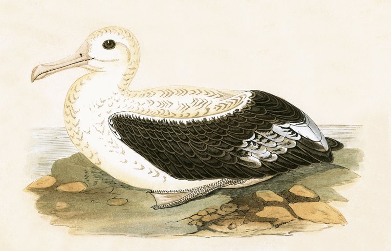 Wanderalbatros, Illustration aus 