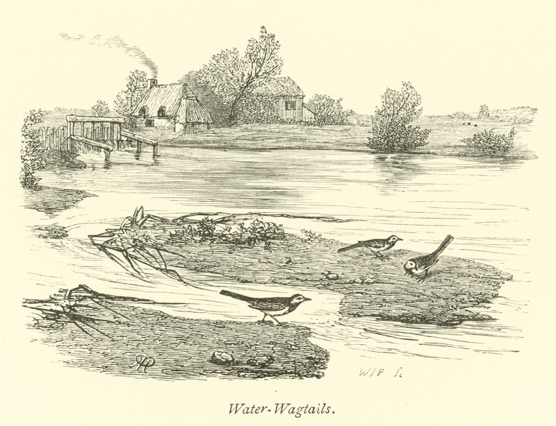 Bachstelzen von English School