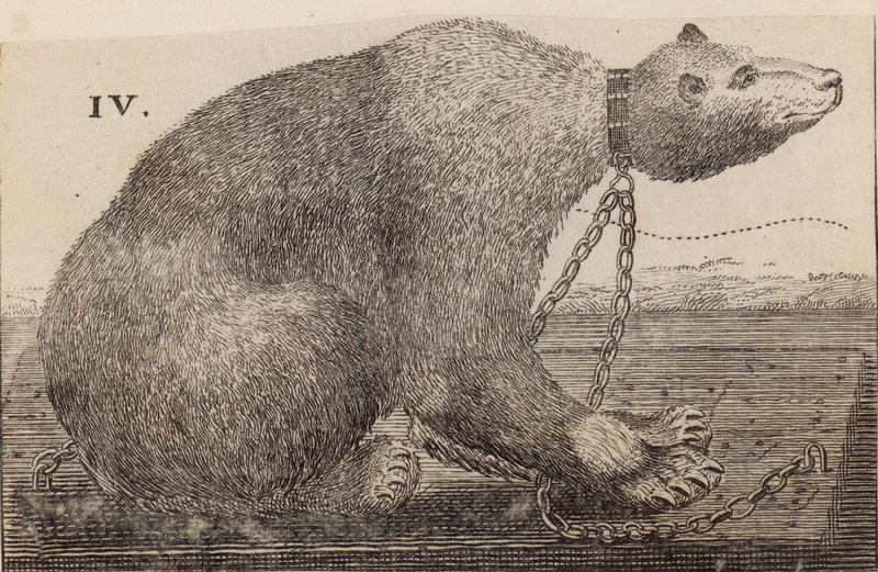 Weißer Bär bei Mr. Bodys, Mulberry Garden von English School