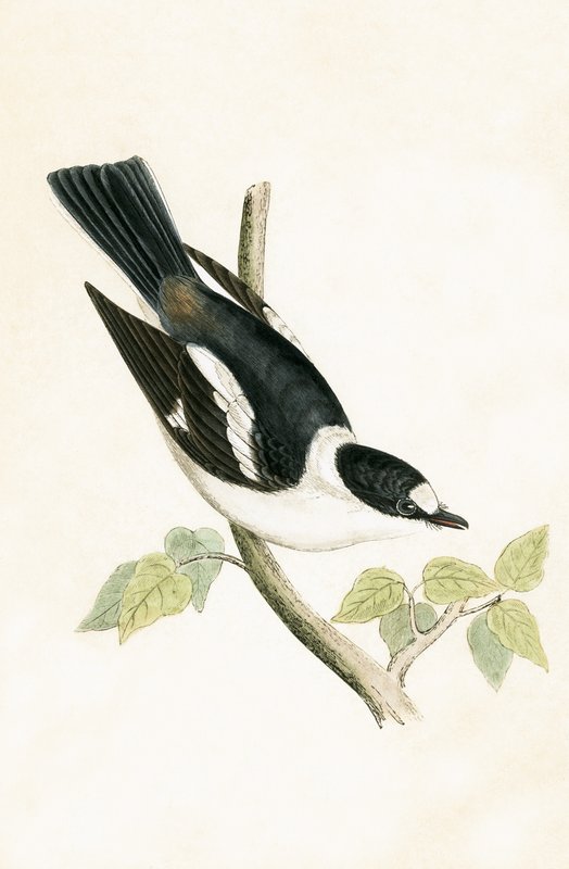 Weißhalsfliegenschnäpper, Illustration aus 