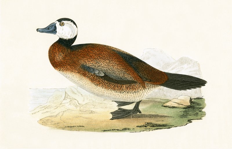 Weißkopfente, Illustration aus 