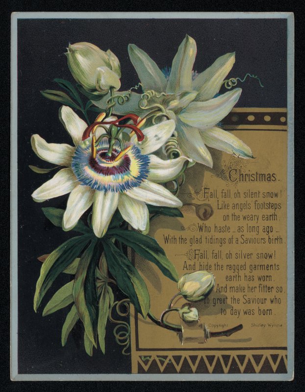 Weiße Passionsblume, Weihnachtsgrußkarte von English School