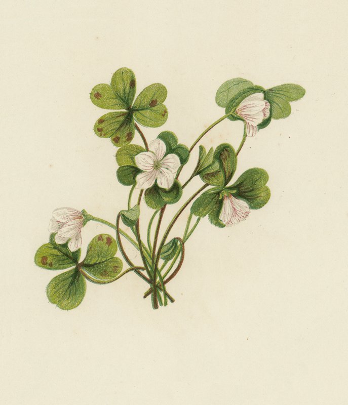 Wald-Sauerklee, Oxalis Acetosella von English School
