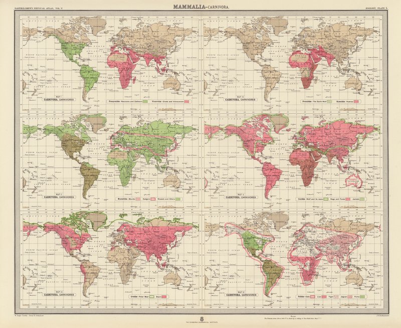 Zoogeographie: Säugetiere, Raubtiere (Farblithografie) von English School
