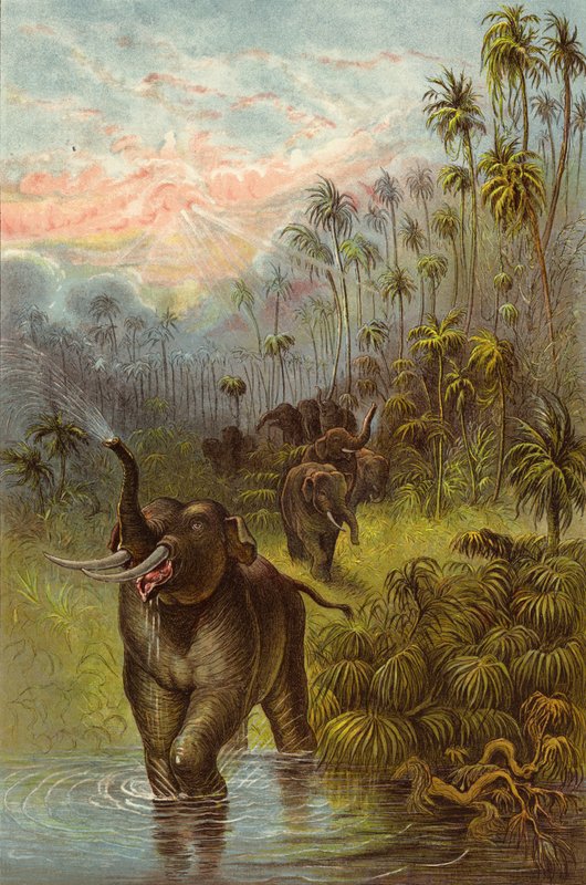 Sonnenuntergang in den Tropen von Ernest Henry Griset