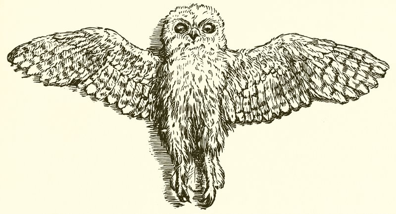 Der Adler und die Eule von Ernest Henry Griset