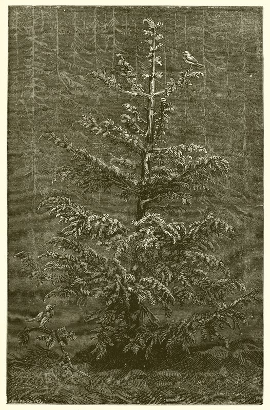 Die Tanne und die Brombeere von Ernest Henry Griset