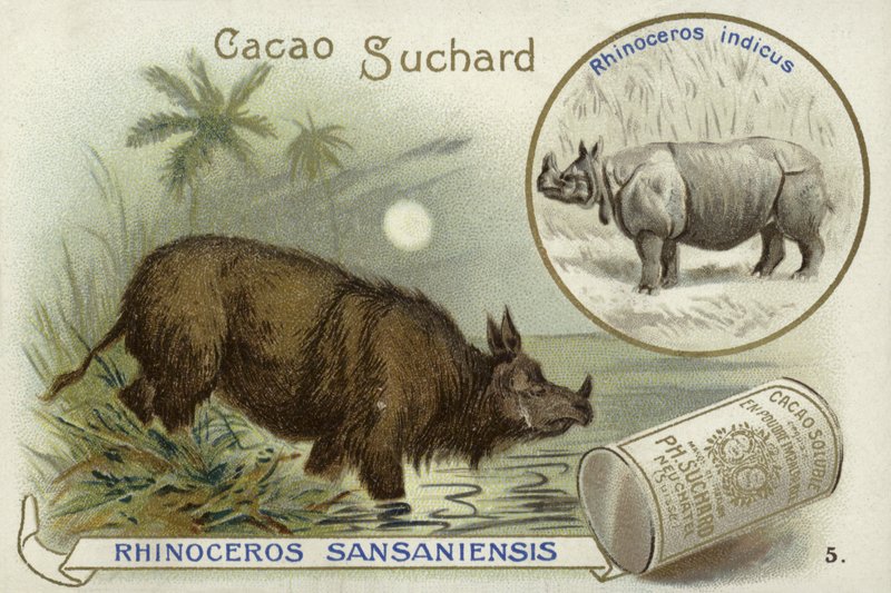 Rhinoceros Sansaniensis und Indisches Nashorn von European School
