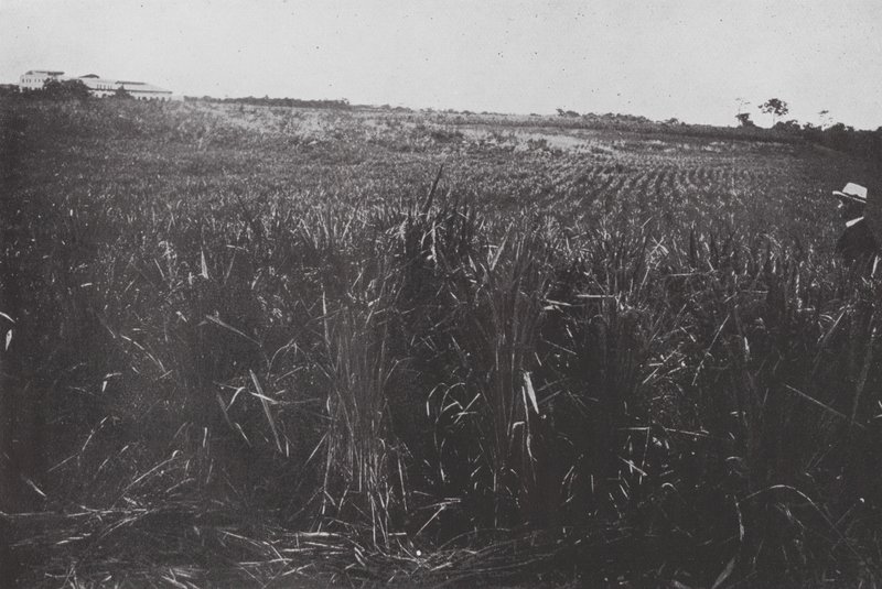 Brasilien: Ein Reisfeld, San Paolo von European Photographer
