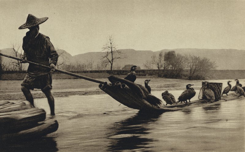 China, Fischfang mit Kormoranen von European Photographer