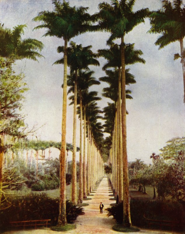 Rio de Janeiro, die berühmte Palmenallee (Foto) von European Photographer