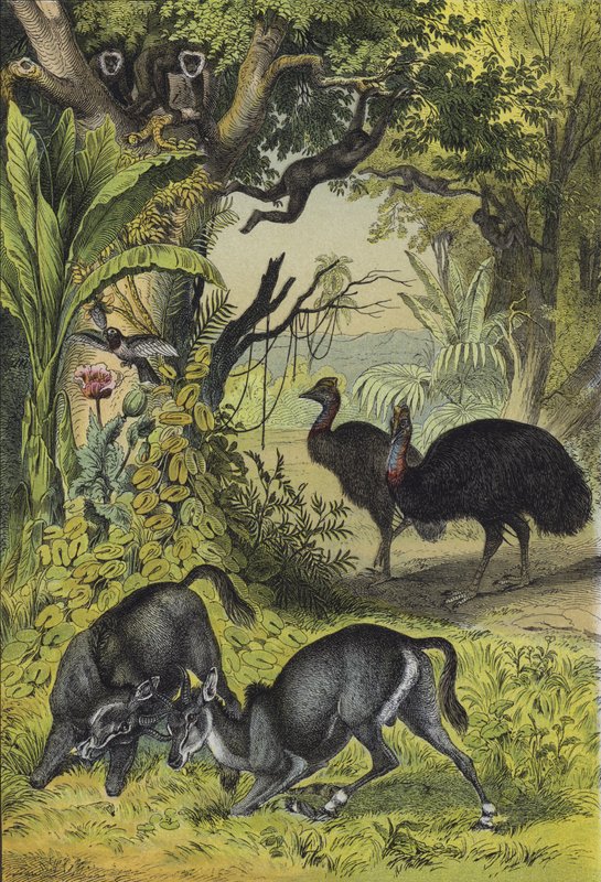Tiere und Pflanzen Südasiens von European School