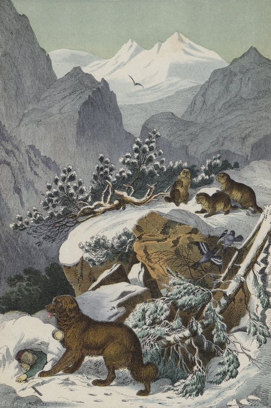 Tiere und Pflanzen der Alpen von European School