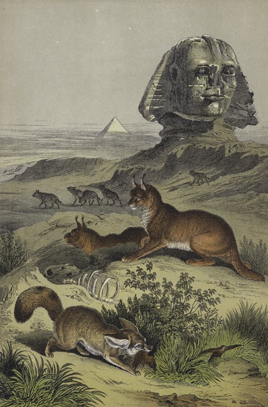 Tiere Ägyptens von European School