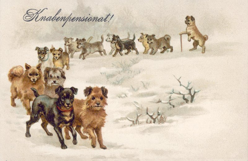 Hund Postkarte von European School