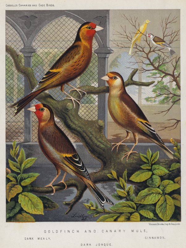 Stieglitz und Kanarienvogel-Mischling, Dunkel Mealy, Zimt, Dunkel Jonque von European School