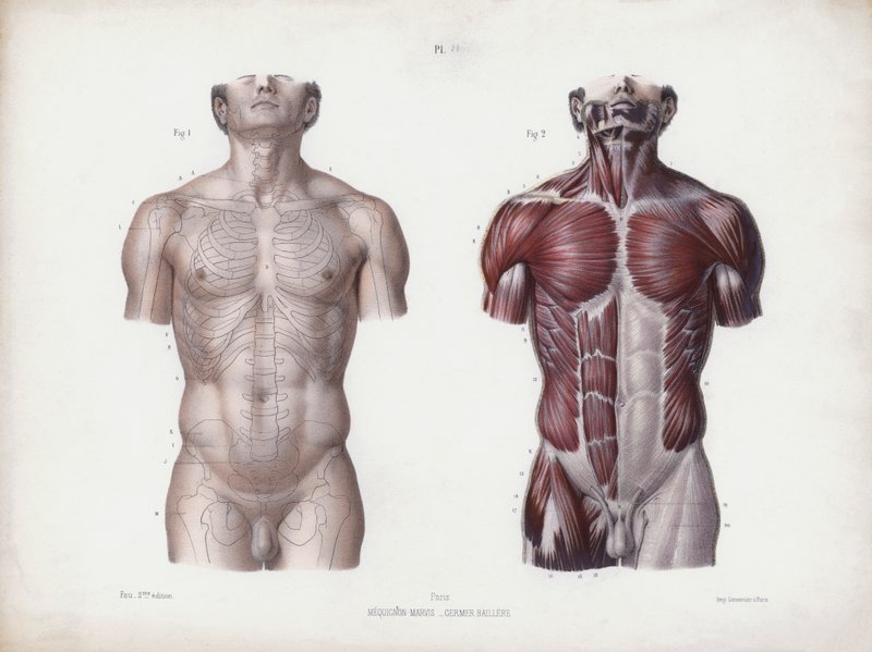 Illustration für Die Anatomie der äußeren Formen des Menschen: Männlicher Torso, Vorderansicht von European School