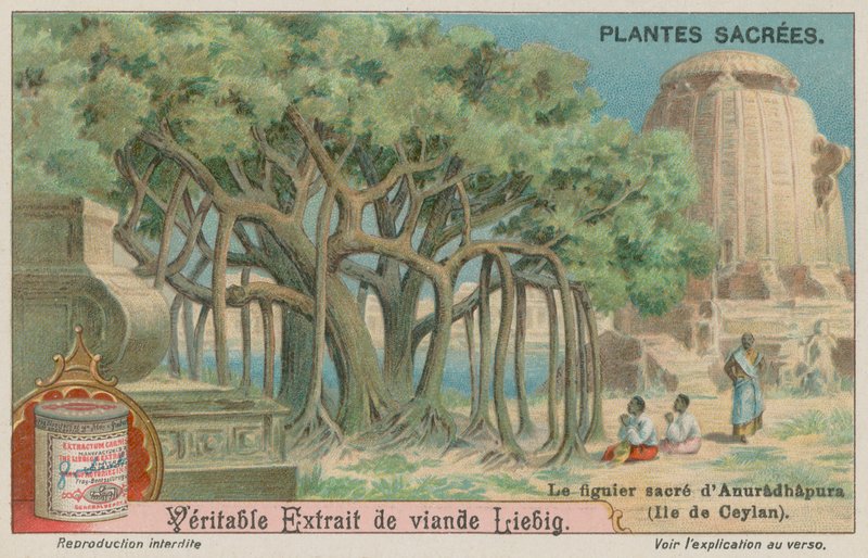 Jaya Sri Maha Bodhi, ein heiliger Feigenbaum des Buddhismus in Sri Lanka von European School