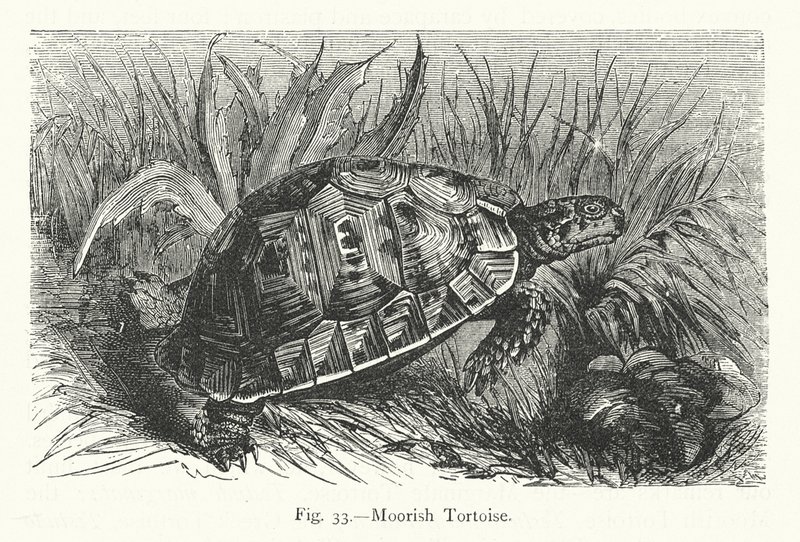 Maurische Schildkröte (Gravur) von European School