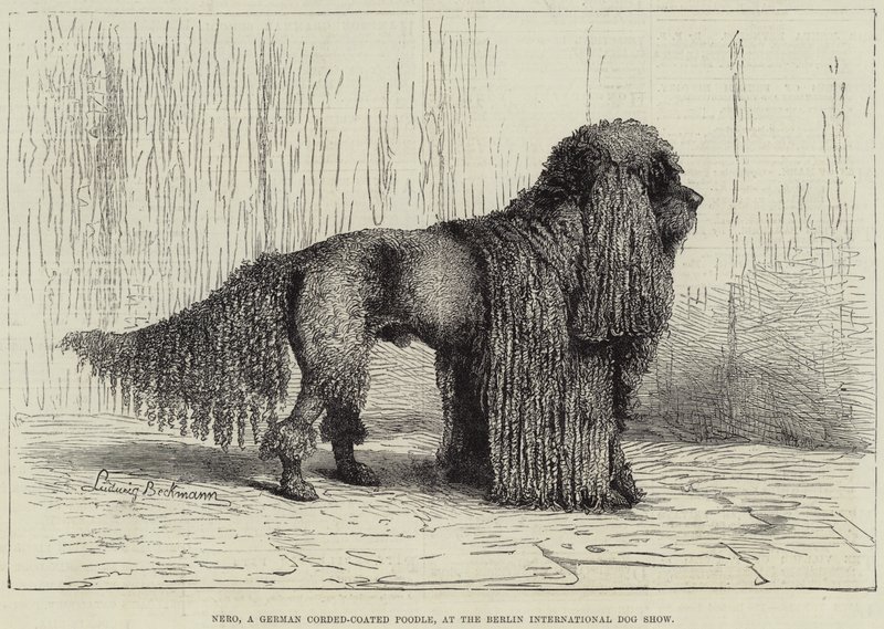 Nero, ein deutscher Schnurhaar-Pudel, auf der Berliner Internationalen Hundeausstellung (Gravur) von European School
