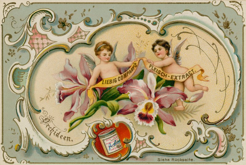Orchidee von European School