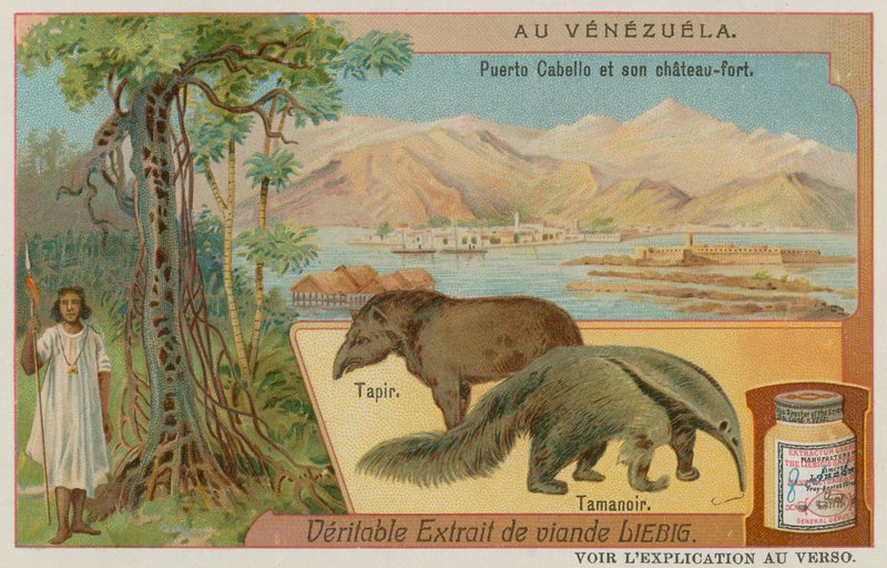 Puerto Cabello und seine Festung mit einem Tapir und einem Ameisenbär von European School