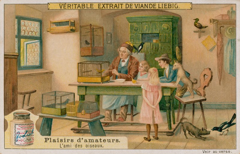 Der Amateur-Vogelzüchter von European School