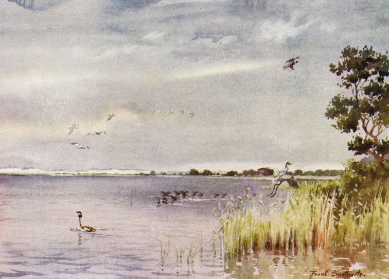 Norfolk Broads: Horsey Mere von Frank Southgate