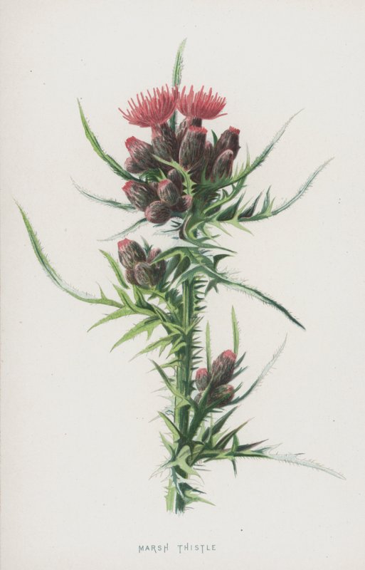 Sumpf-Kratzdistel von Frederick Edward Hulme