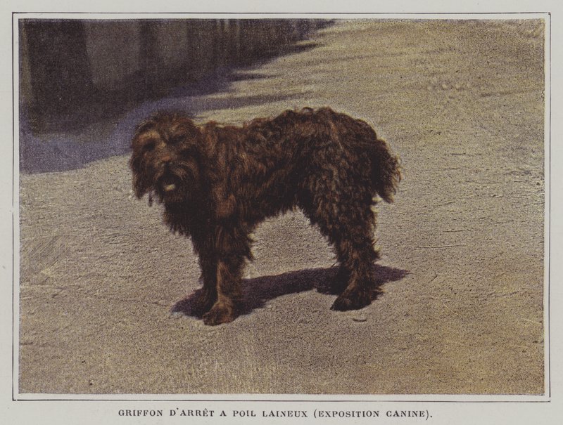 Wollhaariger Vorstehhund von French Photographer