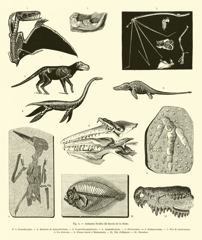 Fossile Tiere aus dem Becken der Seine von French School