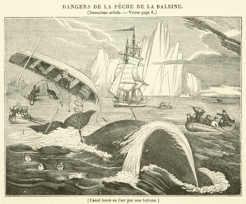 Boot in die Luft geschleudert von einem Wal (Gravur) von French School