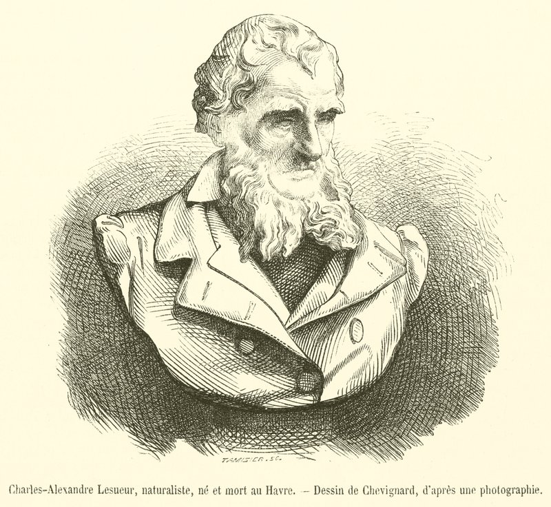 Charles-Alexandre Lesueur, Naturforscher, geboren und gestorben in Le Havre von French School