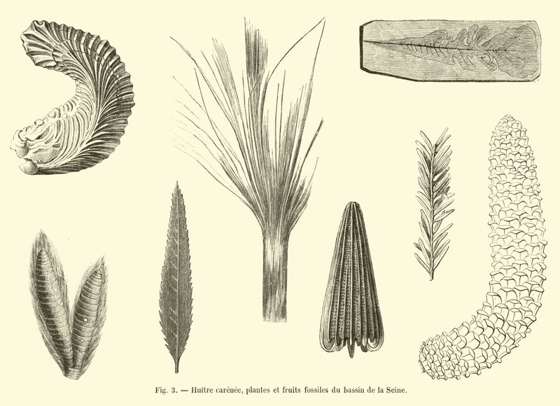 Gerippte Auster, fossile Pflanzen und Früchte aus dem Becken der Seine von French School