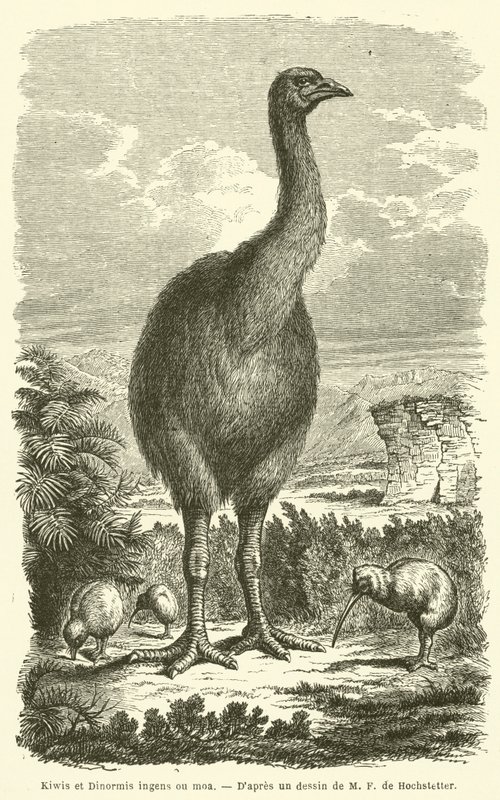 Kiwis und Dinornis ingens oder Moa (Gravur) von French School
