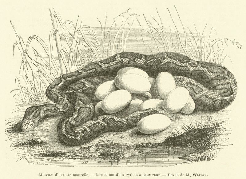 Naturkundemuseum, Inkubation eines Python mit zwei Streifen von French School