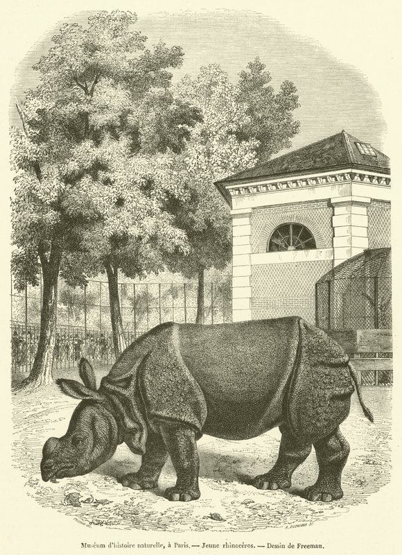 Naturhistorisches Museum in Paris, Junges Nashorn von French School