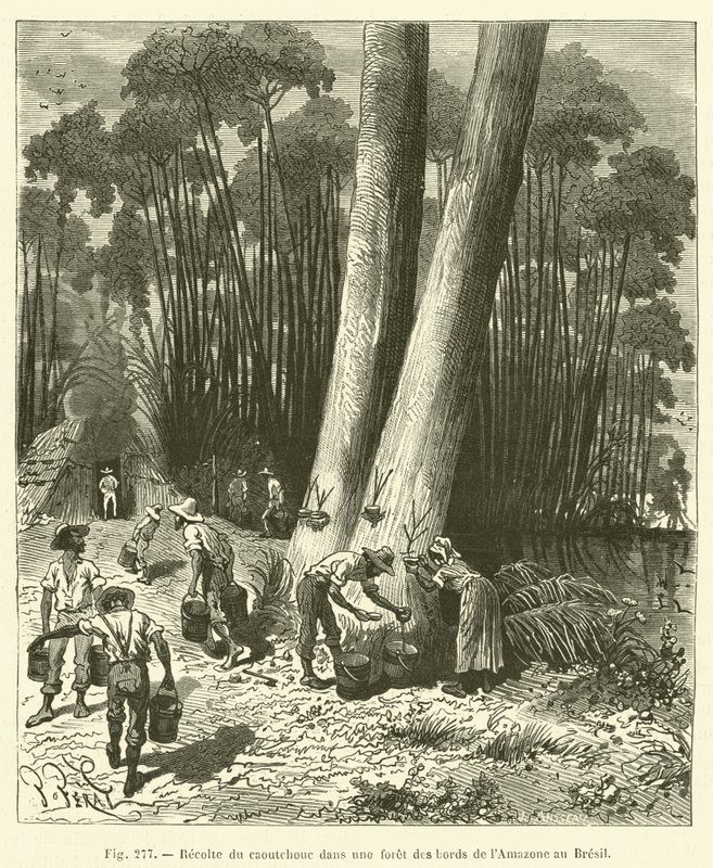 Kautschukernte in einem Wald an den Ufern des Amazonas in Brasilien von French School