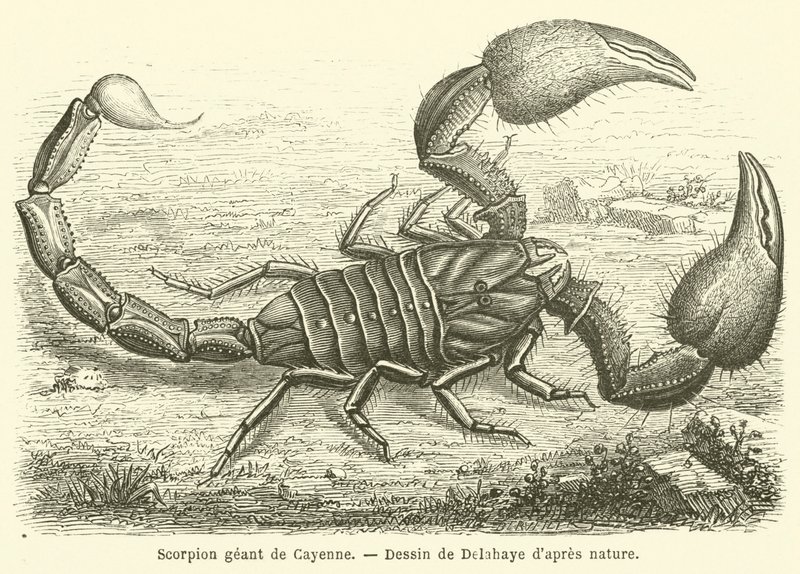 Riesenskorpion von Cayenne von French School