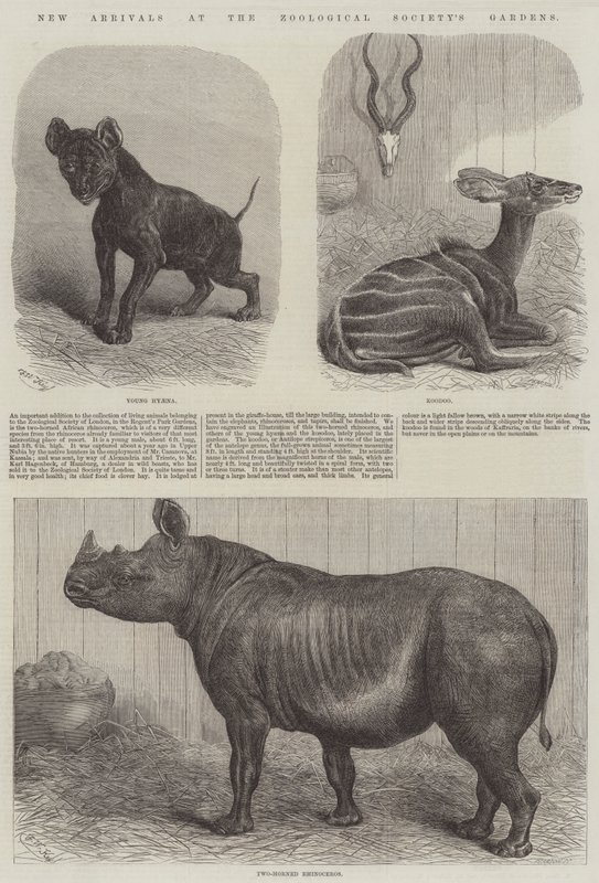 Neue Ankünfte in den Gärten der Zoologischen Gesellschaft von Friedrich Wilhelm Keyl
