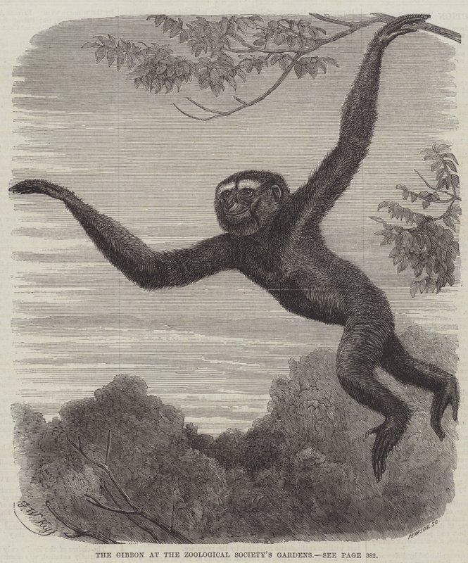 Der Gibbon im Zoologischen Garten von Friedrich Wilhelm Keyl