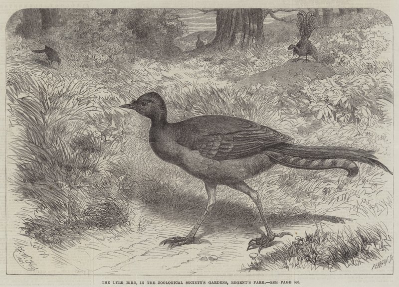 Der Leierschwanz, in den Gärten der Zoologischen Gesellschaft, Regent