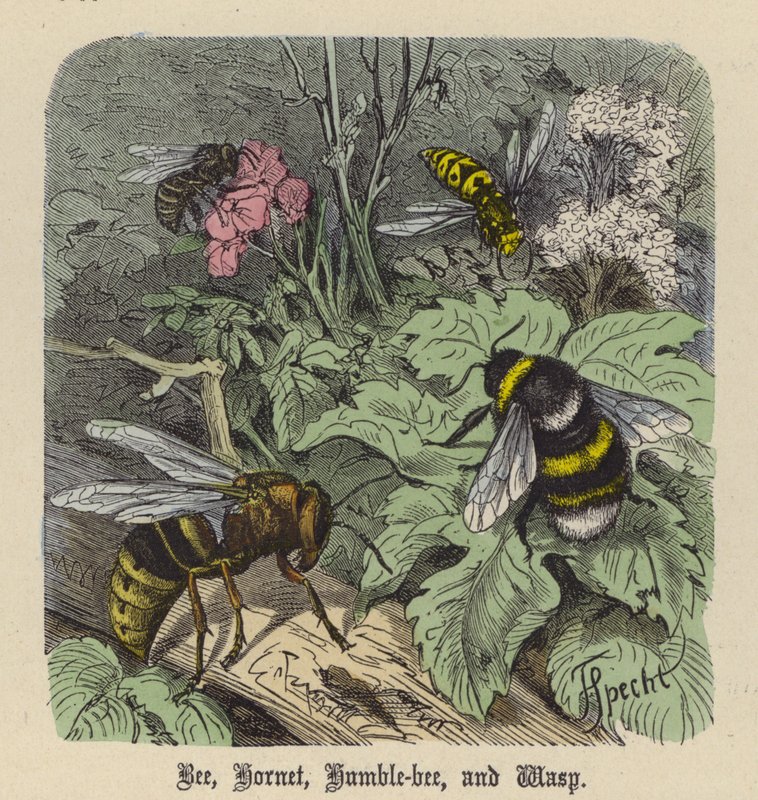 Biene, Hornisse, Hummel und Wespe von Friedrich Specht