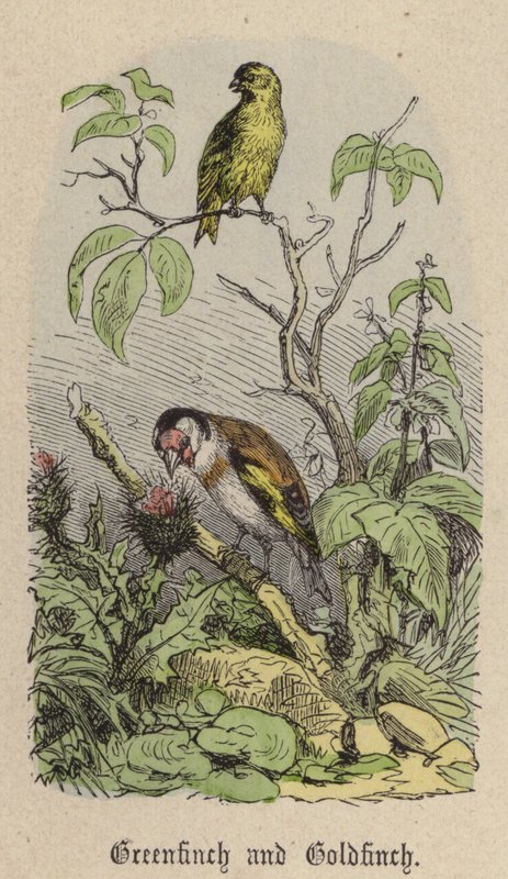 Grünfink und Stieglitz von Friedrich Specht