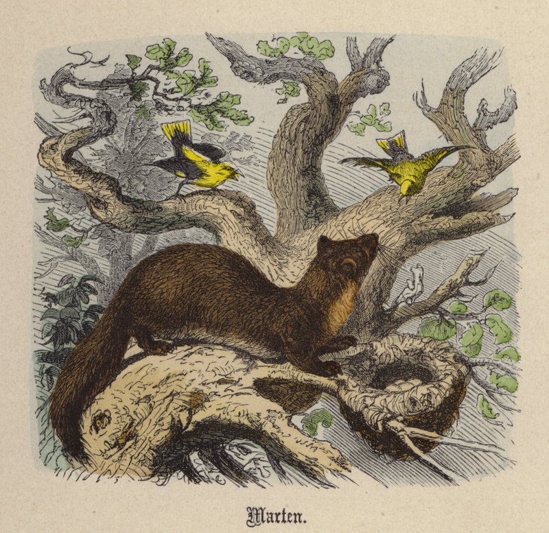 Marder (kolorierte Gravur) von Friedrich Specht