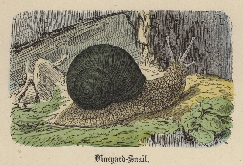 Weinbergschnecke (kolorierte Gravur) von Friedrich Specht